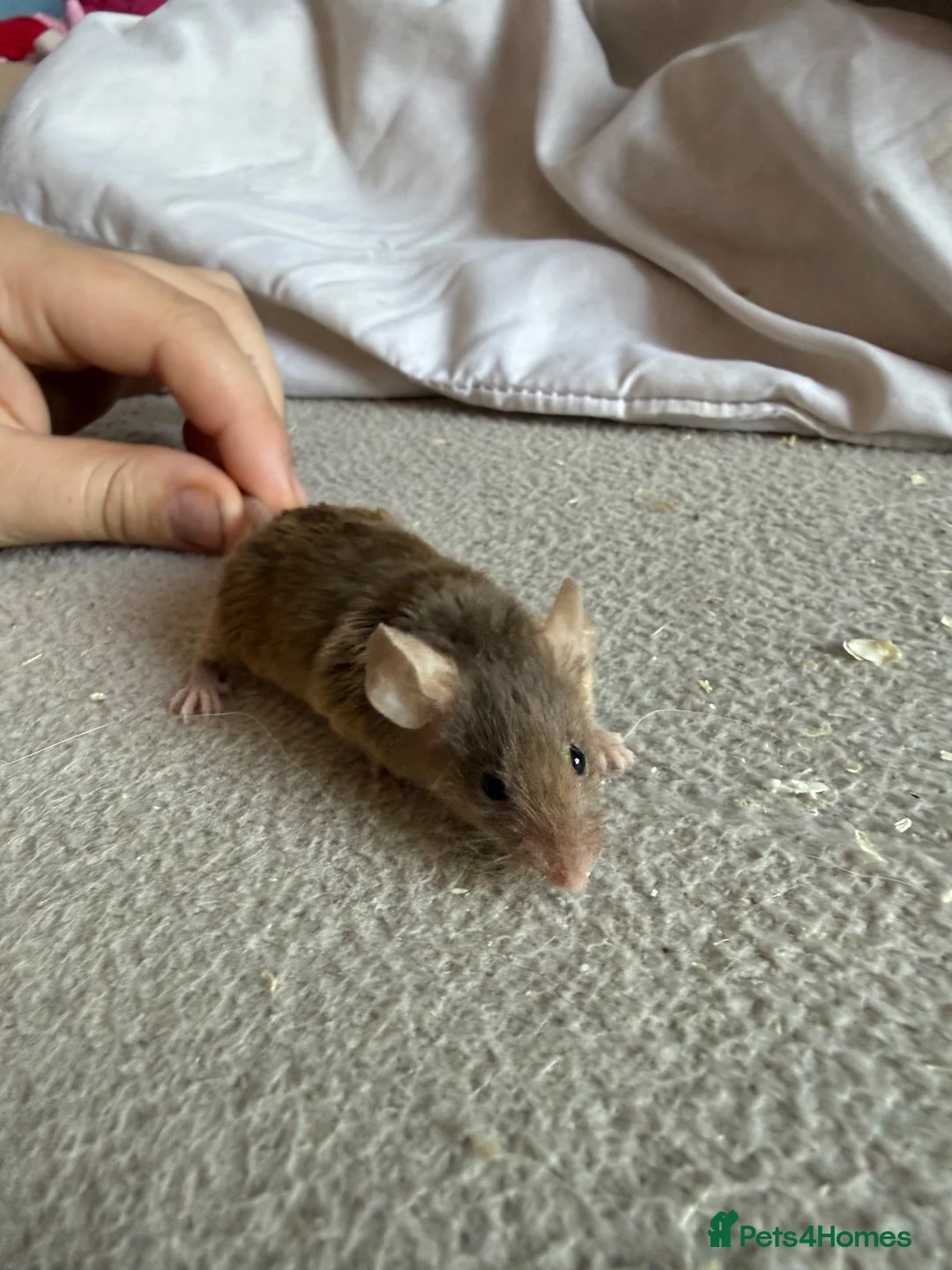 Mouse rodents for sale: Males and females - Advert 13
