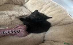 Domestic Shorthair cats for sale: Kittens  - Image 7