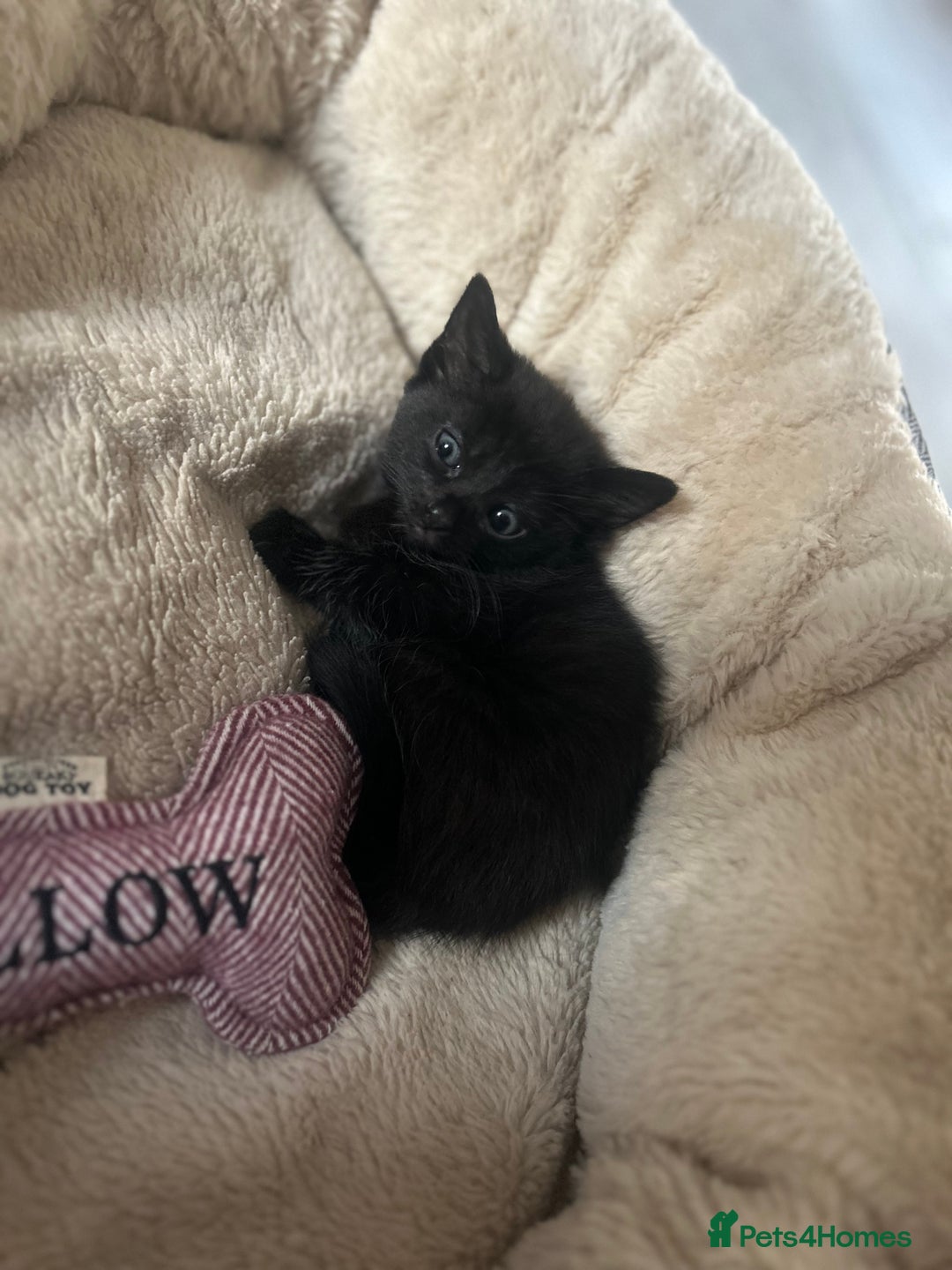 Domestic Shorthair cats for sale: Kittens  - Image 7