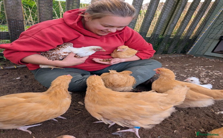 Chickens poultry - Advert 4