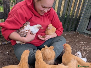 Chickens poultry - Advert 10