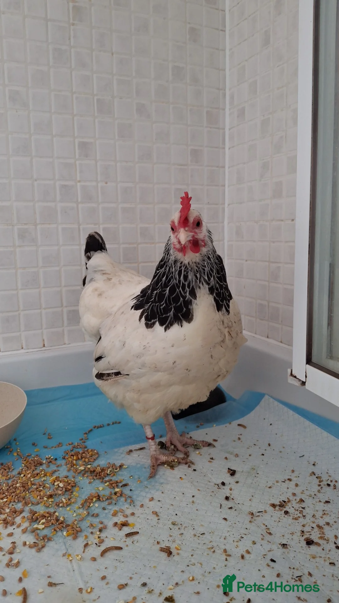 Chickens poultry for sale: Female sussex bantam - Advert 1