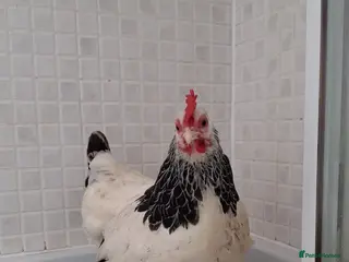 Chickens poultry Female sussex bantam - Advert 1