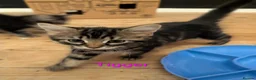 Domestic Shorthair cats for sale: READY TO LEAVE NOW🩵🩷 - Advert 26