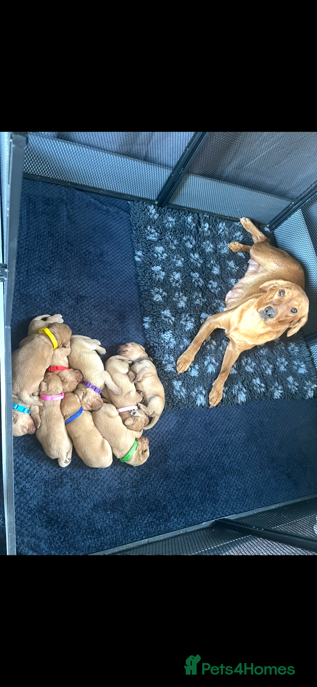 Labrador Retriever dogs for sale: Fox red Labrador puppies  - Image 3