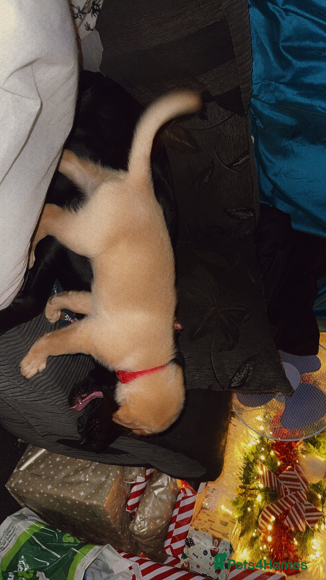 Labrador Retriever dogs for sale: White male lab - Advert 3