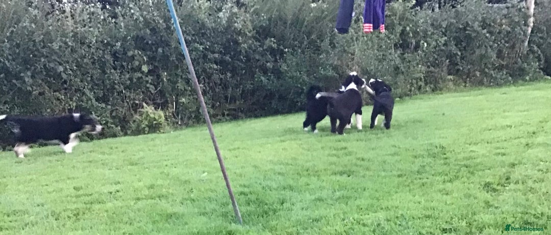 Border Collie dogs for sale: Border collie pups for sale - Image 6