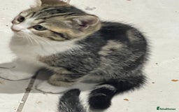British Shorthair cats for sale: 8 weeks old kittens Ready to be Homed - Image 4