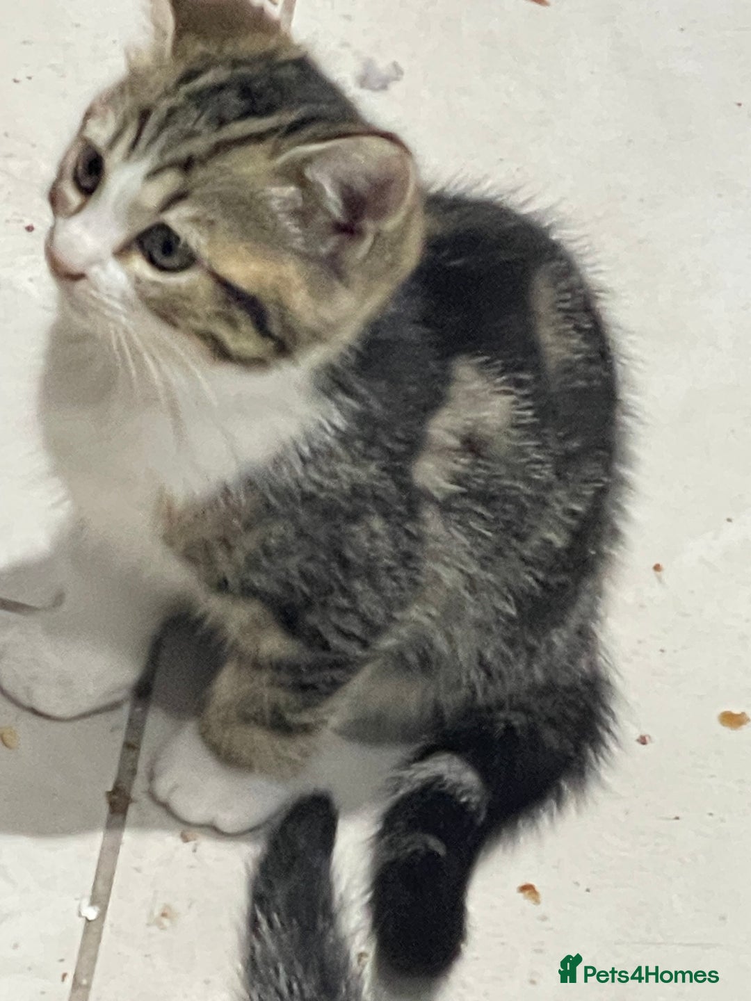 British Shorthair cats for sale: 8 weeks old kittens Ready to be Homed - Image 4