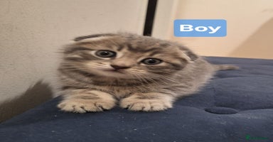 Mixed Breed cats - Advert 14