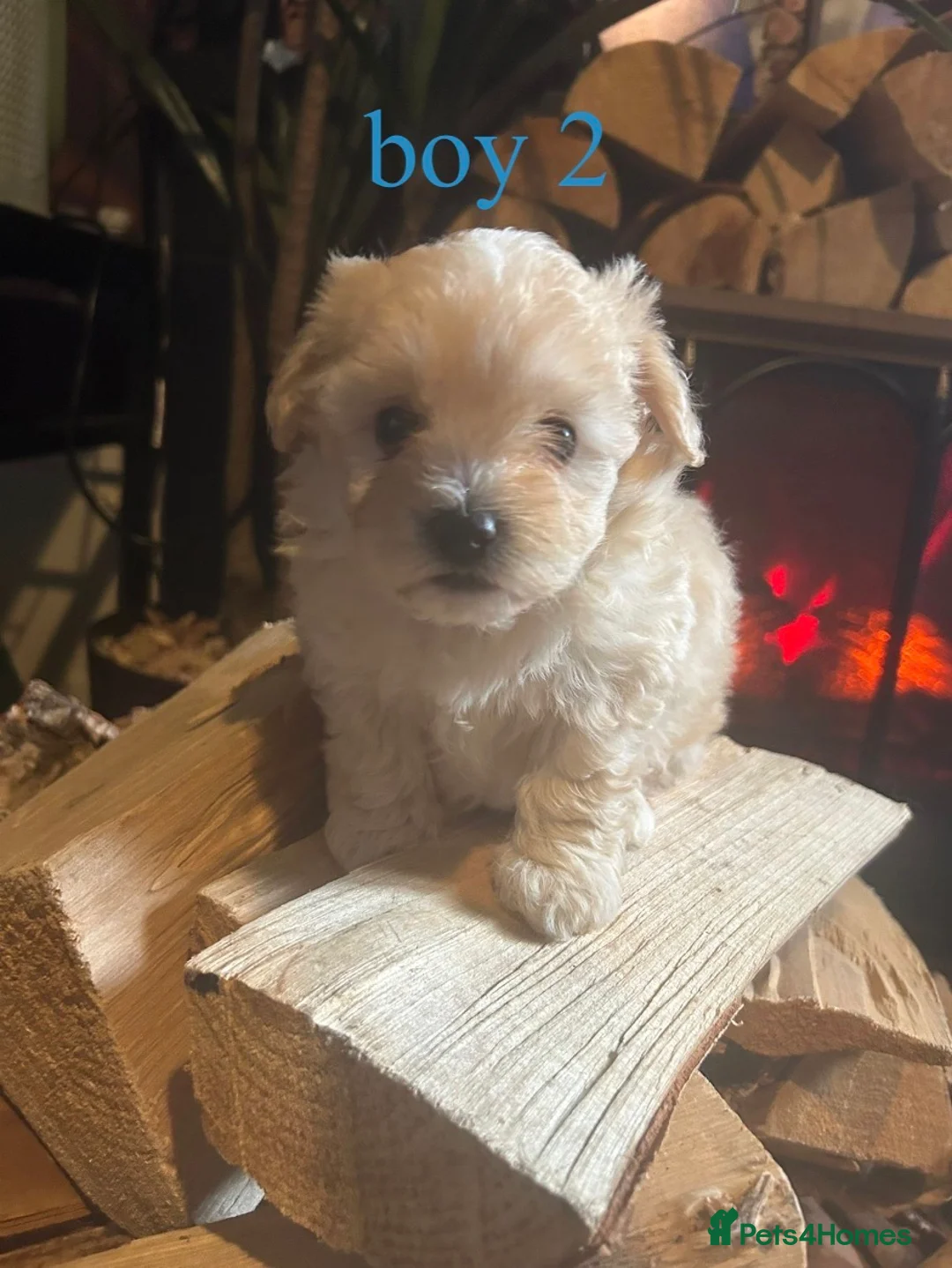 Maltipoo dogs for sale:     🐾 Mini Maltipoo Puppies for Sale  - Advert 1