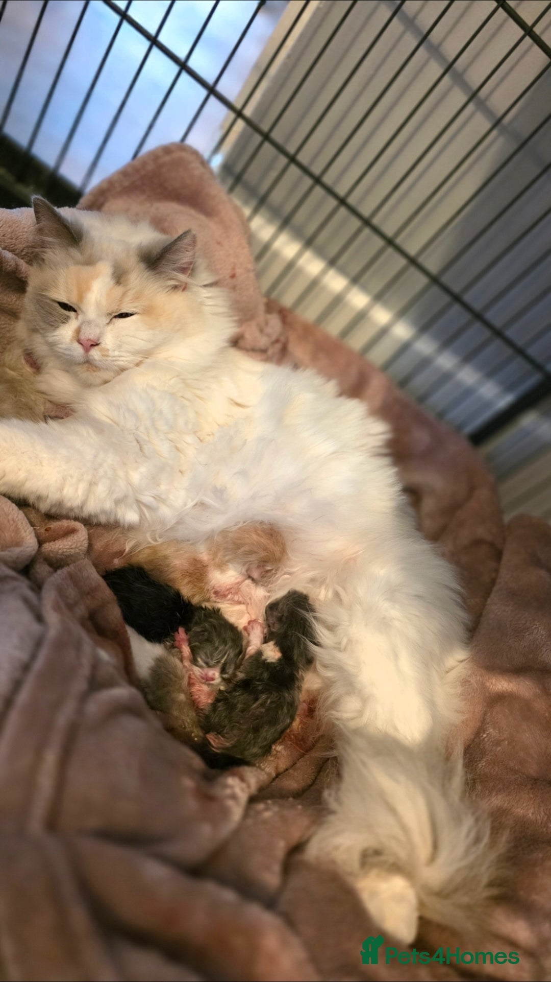 Mixed Breed cats for sale: Beautiful Ragdoll-Persian kittens - Advert 13