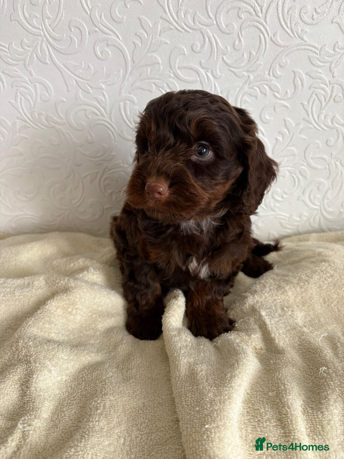 Cockapoo dogs F1 cockapoo puppies  - Advert 3