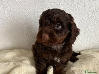 Cockapoo dogs F1 cockapoo puppies - Advert 3