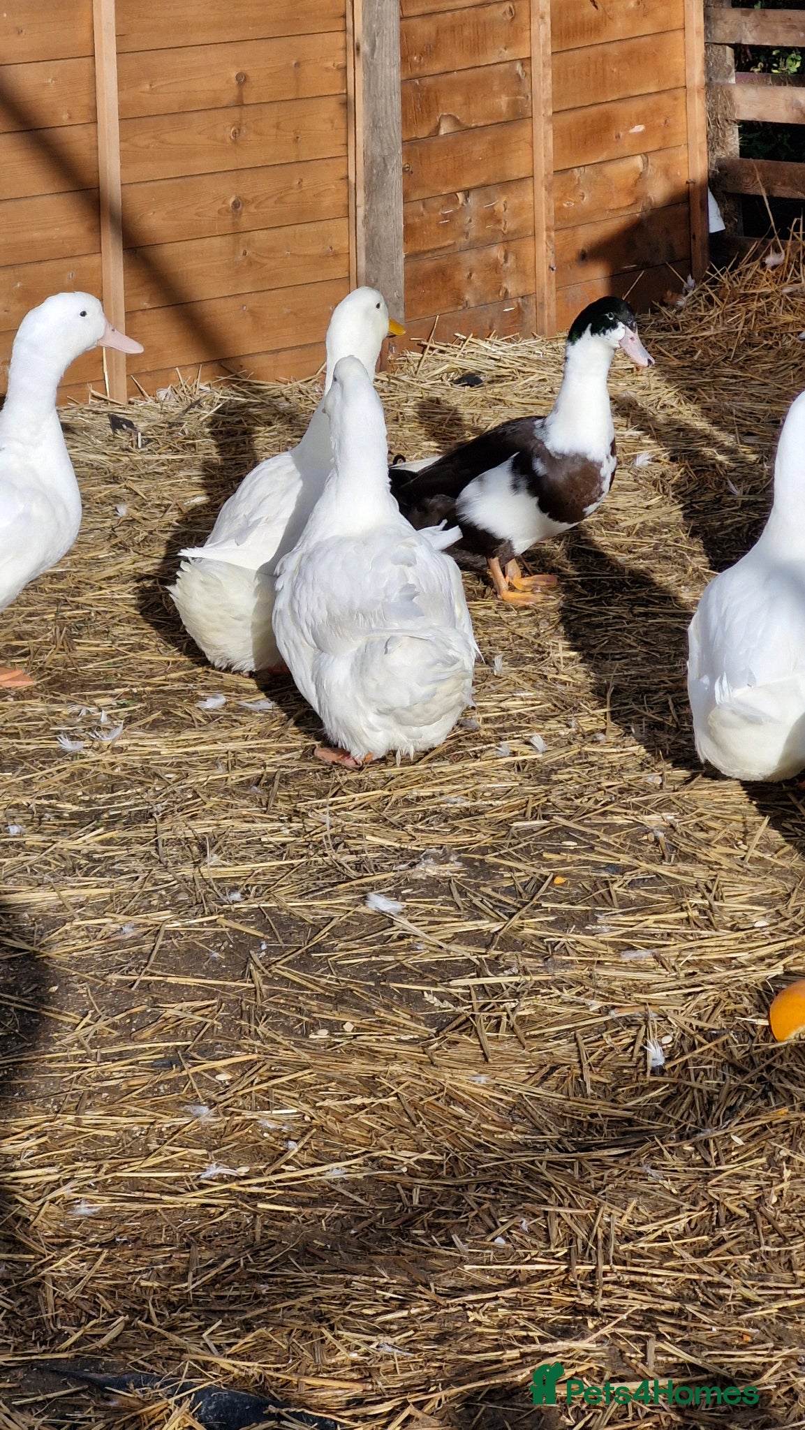 Ducks poultry for sale: 8 ducks for sale - Advert 6