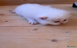 British Longhair cats for sale: Adorable Pure White Blue-Eyed British Kittens - Image 11