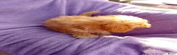 Cockapoo dogs for sale: 5 Cockapoo ready now liensed breeder  - Advert 3