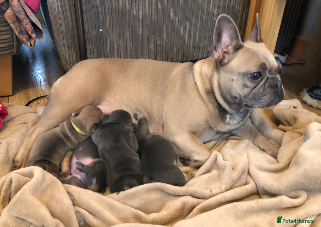 French Bulldog dogs for stud: 🇫🇷 French Bulldog For Stud  🇫🇷 in Croydon - Advert 8