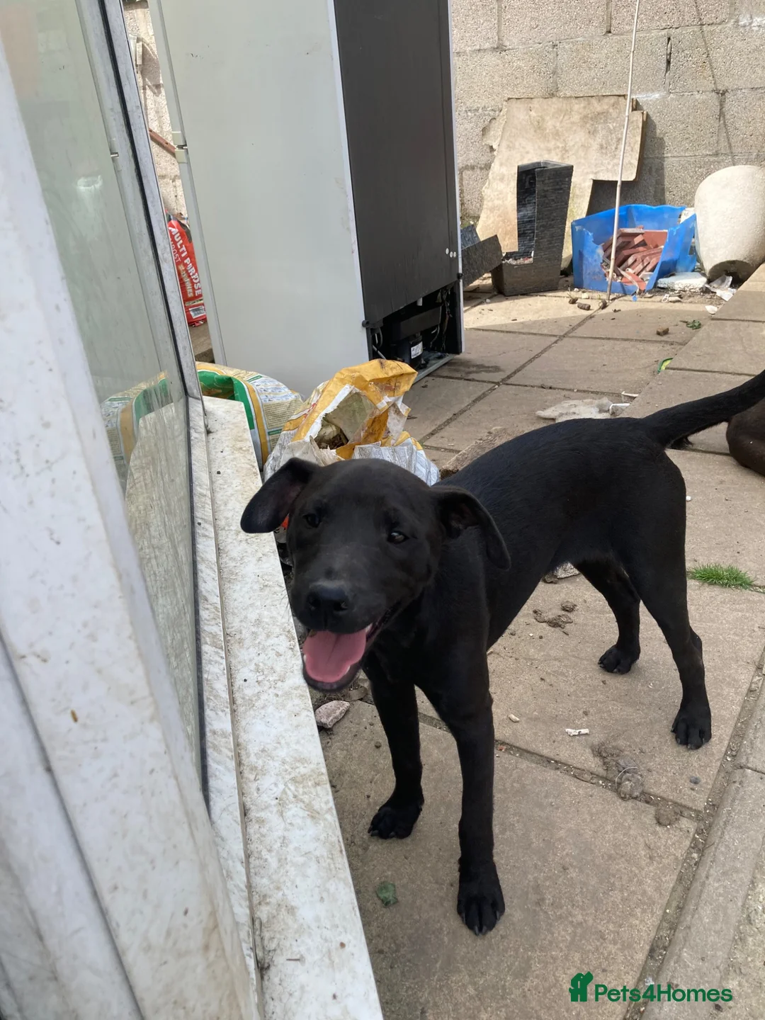 Patterdale Terrier dogs for sale: 3 Patterdale dogs… one 8 mths…. Two 6 months  - Advert 11