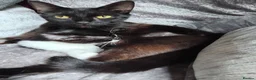 Mixed Breed cats for sale: Girlie - Advert 14