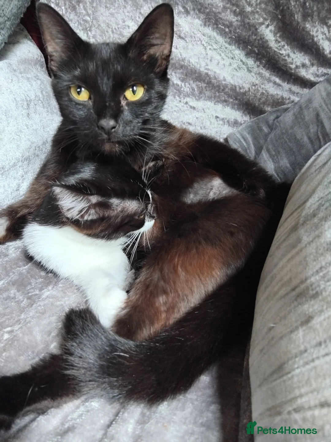 Mixed Breed cats for sale: Girlie - Advert 14