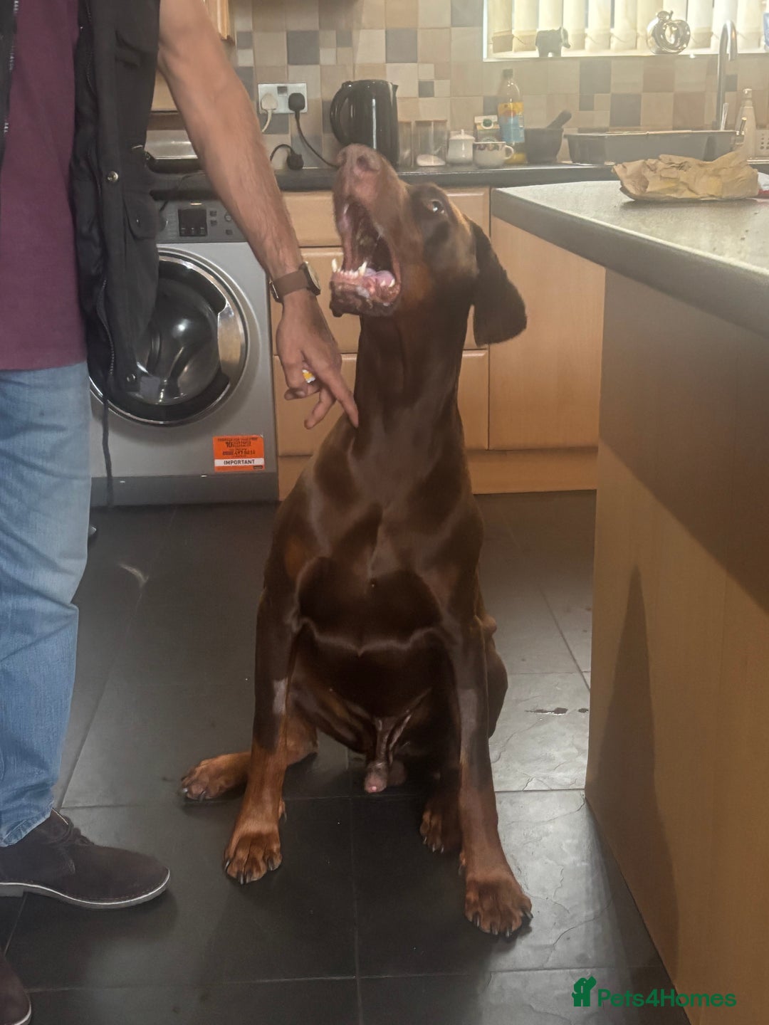 Dobermann dogs for stud: Zeus (for stud)  - Image 5