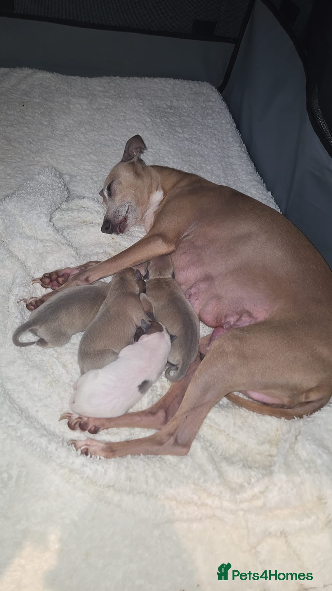 Italian Greyhound dogs Italian greyhound - Advert 1