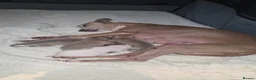 Italian Greyhound dogs for sale: Italian greyhound in Hartlepool - Advert 1
