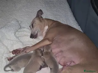 Italian Greyhound dogs Italian greyhound - Advert 2
