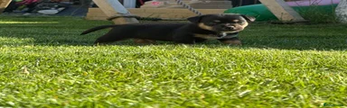 Mixed Breed 1