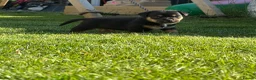 Mixed Breed dogs for sale: Fluffy french cross jack  - Advert 2