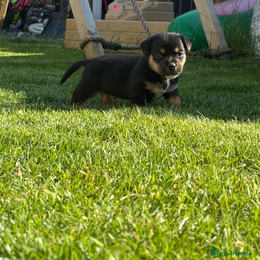 Mixed Breed dogs for sale: Fluffy french cross jack  - Advert 2