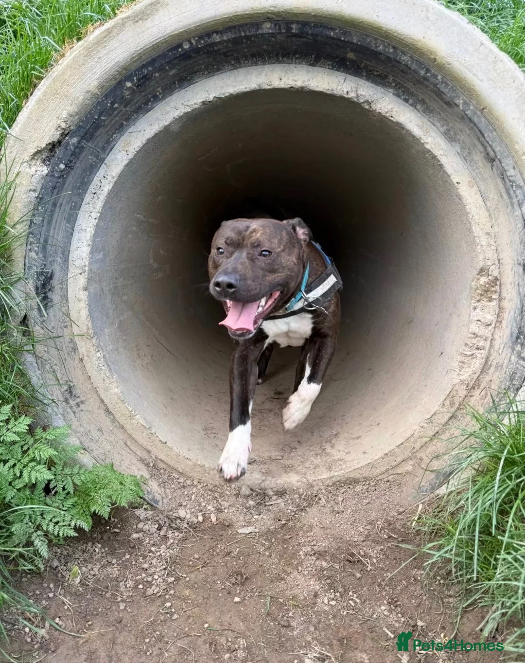 Staffordshire Bull Terrier dogs for sale: 2 year old Staffy called Rolo in Ellesmere - Advert 2