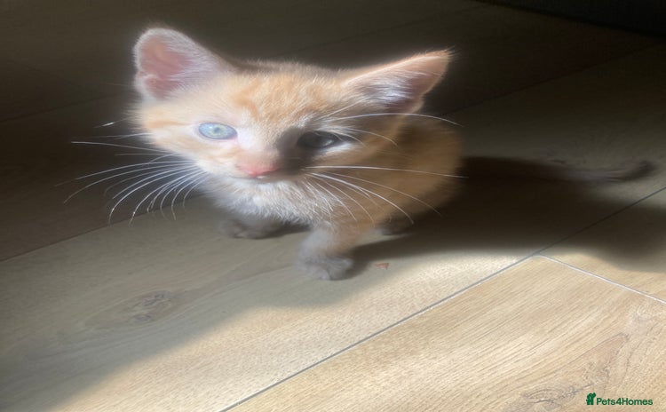 Domestic Shorthair cats - Advert 1