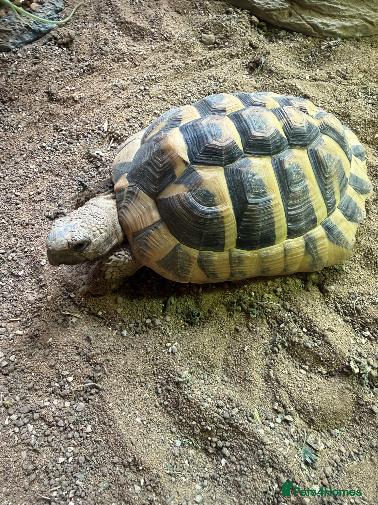 Hermann Tortoise reptiles for sale: Hermann Tortoise female 4 year - Advert 3