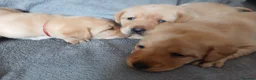 Labrador Retriever dogs for sale: Gorgeous chunky labrador puppies - Advert 6