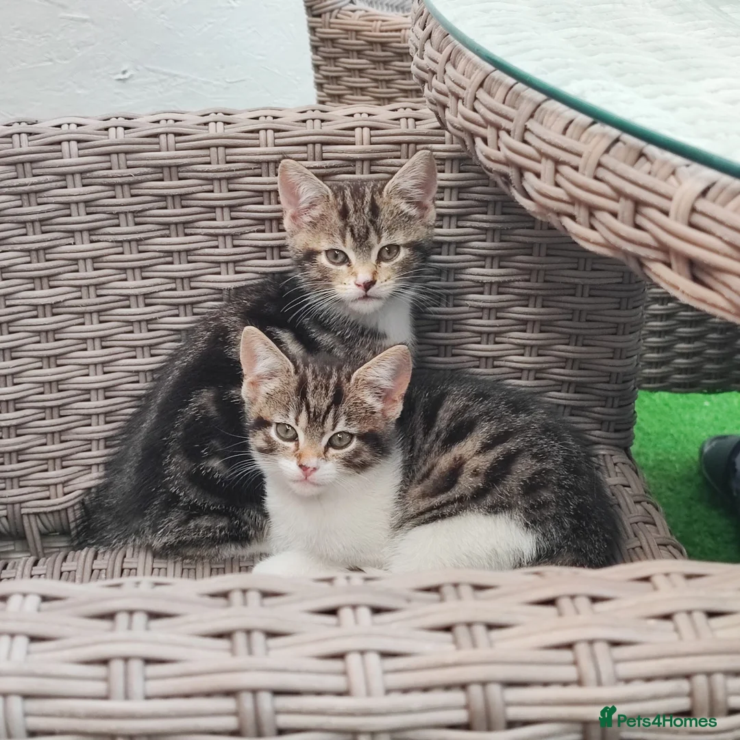 Mixed Breed cats for sale: Kitten  - Advert 2