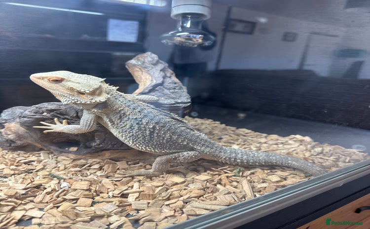 Bearded Dragon reptiles - Advert 2
