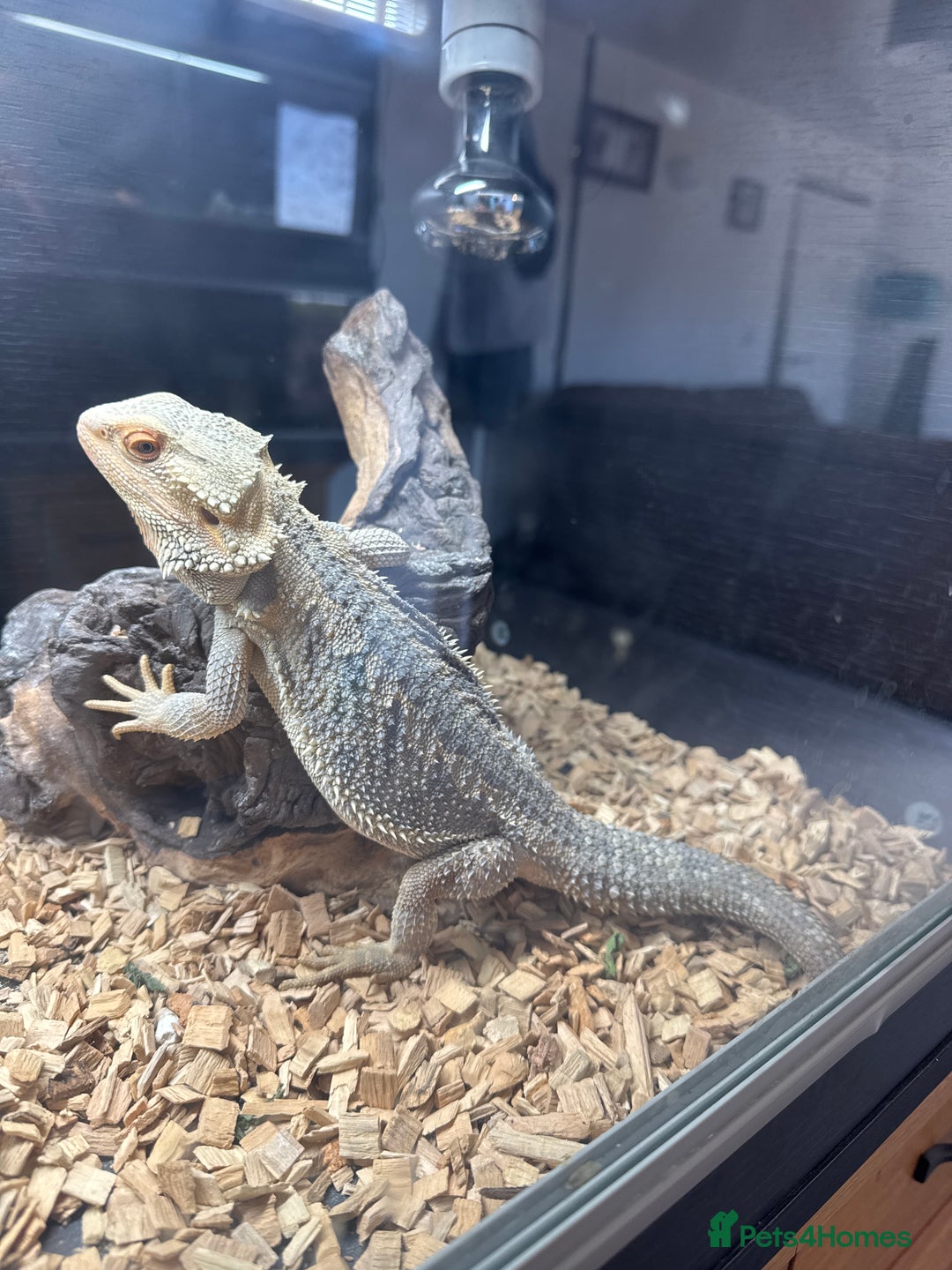Bearded Dragon reptiles for sale: 2 x bearded dragons (brothers)  - Image 1
