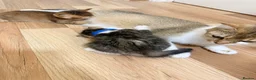 British Shorthair cats for sale: Rehoming mother with one kitten  - Advert 11