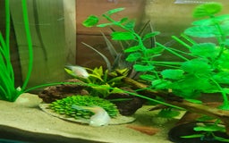 Cichlids fish for sale: Platinum polar parrot cichlids babies  - Image 5