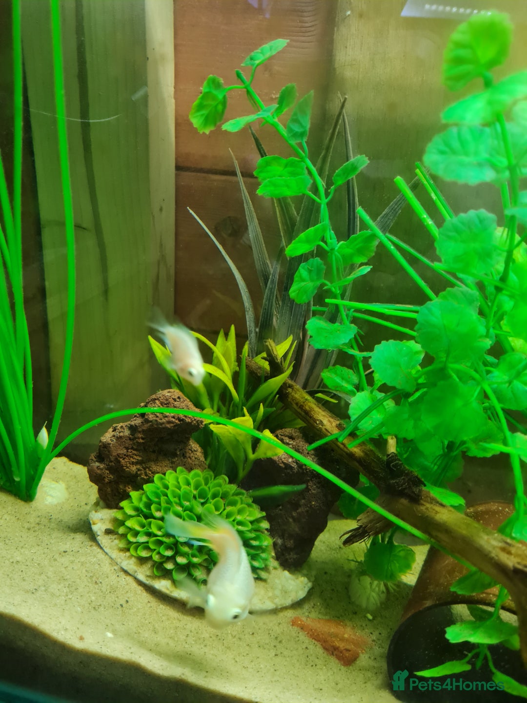 Cichlids fish for sale: Platinum polar parrot cichlids babies  - Image 5