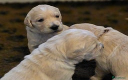 Golden Retriever dogs for sale: KC registered health tested puppies - Image 6