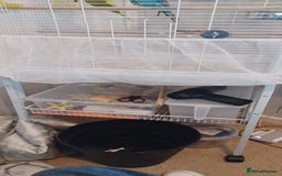 Budgerigars birds for sale: 2 Budgies looking for new loving home - Image 4