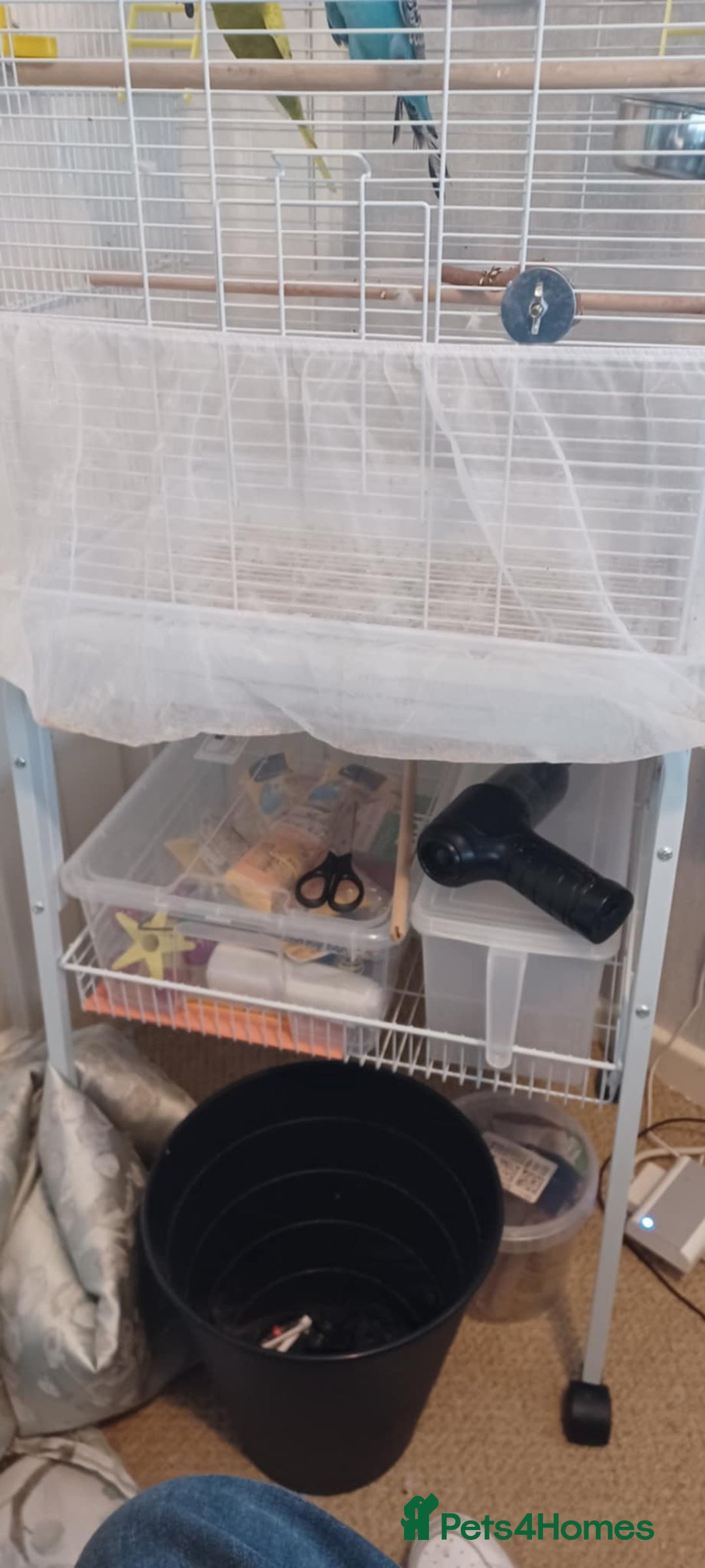 Budgerigars birds for sale: 2 Budgies looking for new loving home - Image 4