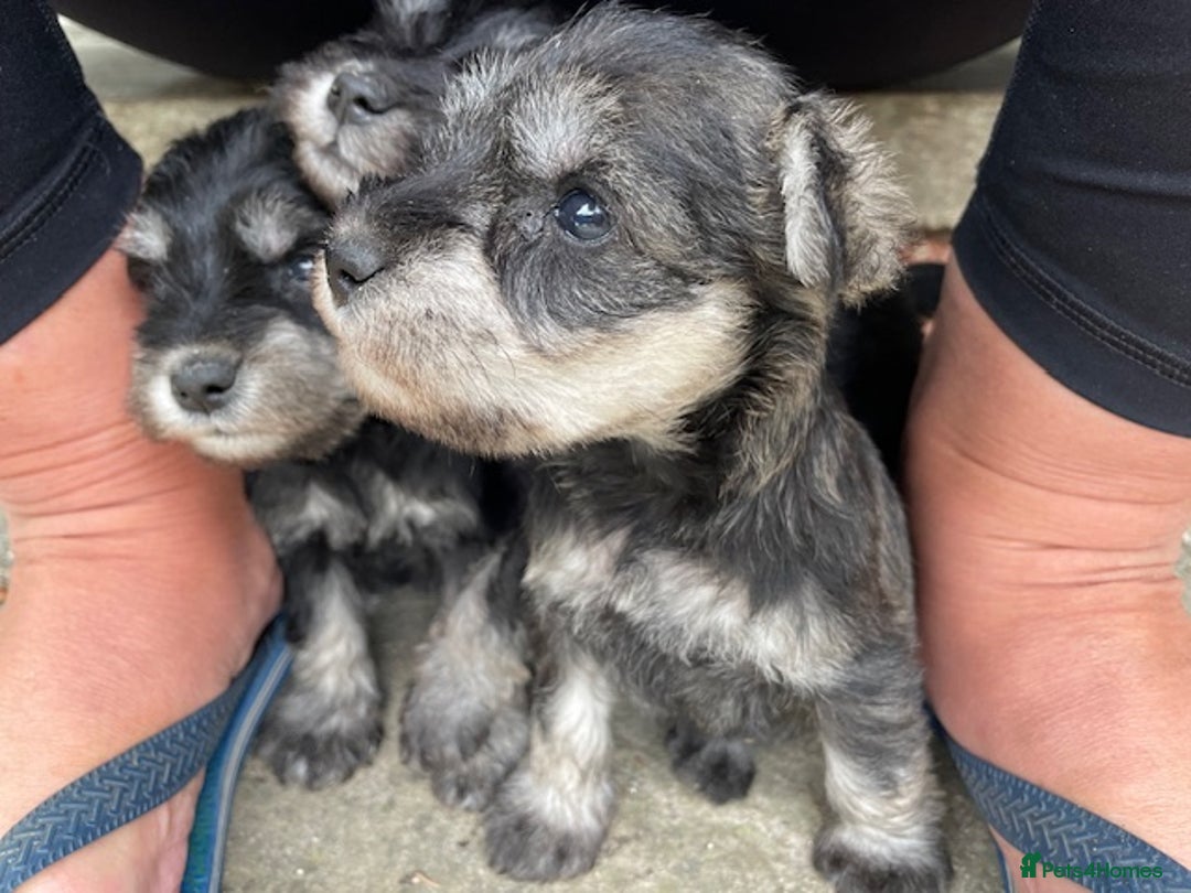 Miniature Schnauzer dogs for sale: Adorable home reared Miniature Schnauzer Puppies  - Image 4
