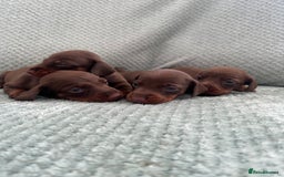 Miniature Dachshund dogs for sale: Miniature dachshunds ( chocolate & tan )  - Image 2