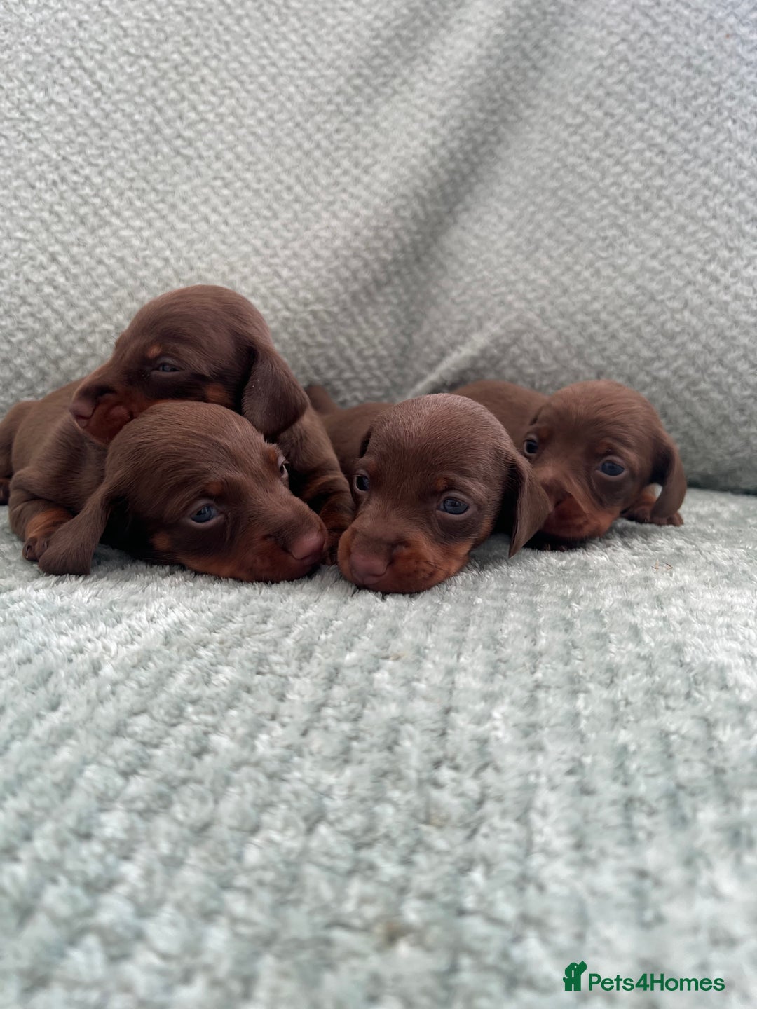 Miniature Dachshund dogs for sale: Miniature dachshunds ( chocolate & tan )  - Image 2