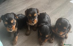 Yorkshire Terrier dogs for sale: 6 Beautiful yorkshire terrier puppy’s, 3 LEFT!!! - Image 3