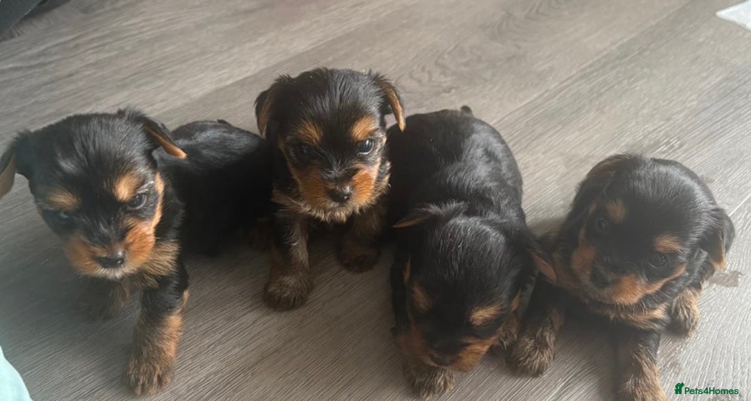Yorkshire Terrier dogs for sale: 6 Beautiful yorkshire terrier puppy’s, 3 LEFT!!! - Image 3